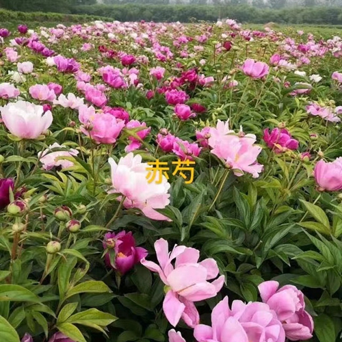 芍藥