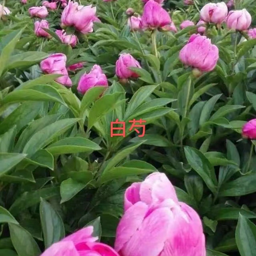 芍藥