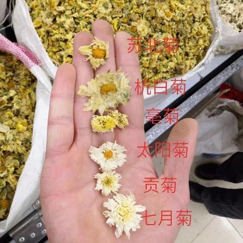 貢菊