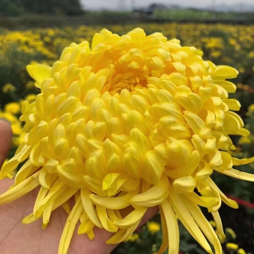 貢菊
