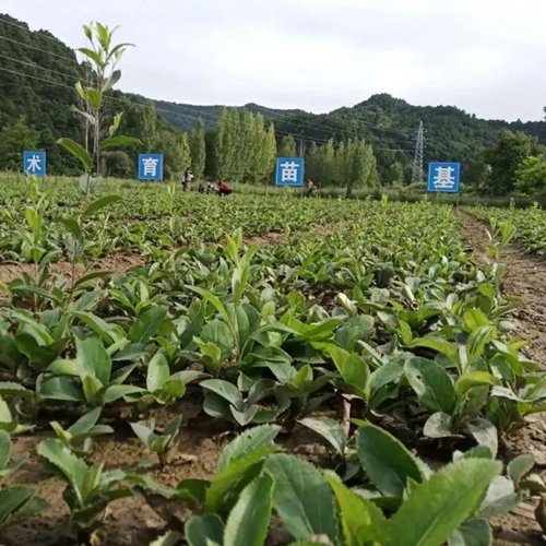 蒼術(shù)